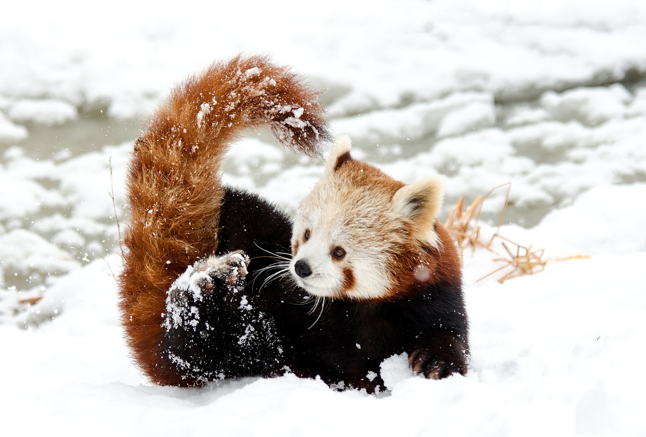 Kinų Panda, Raudonoji Panda, Sniegas, Žaisti, Zoologijos Sodas, Žiema, Šaltas, Balta, Kailis, Mielas