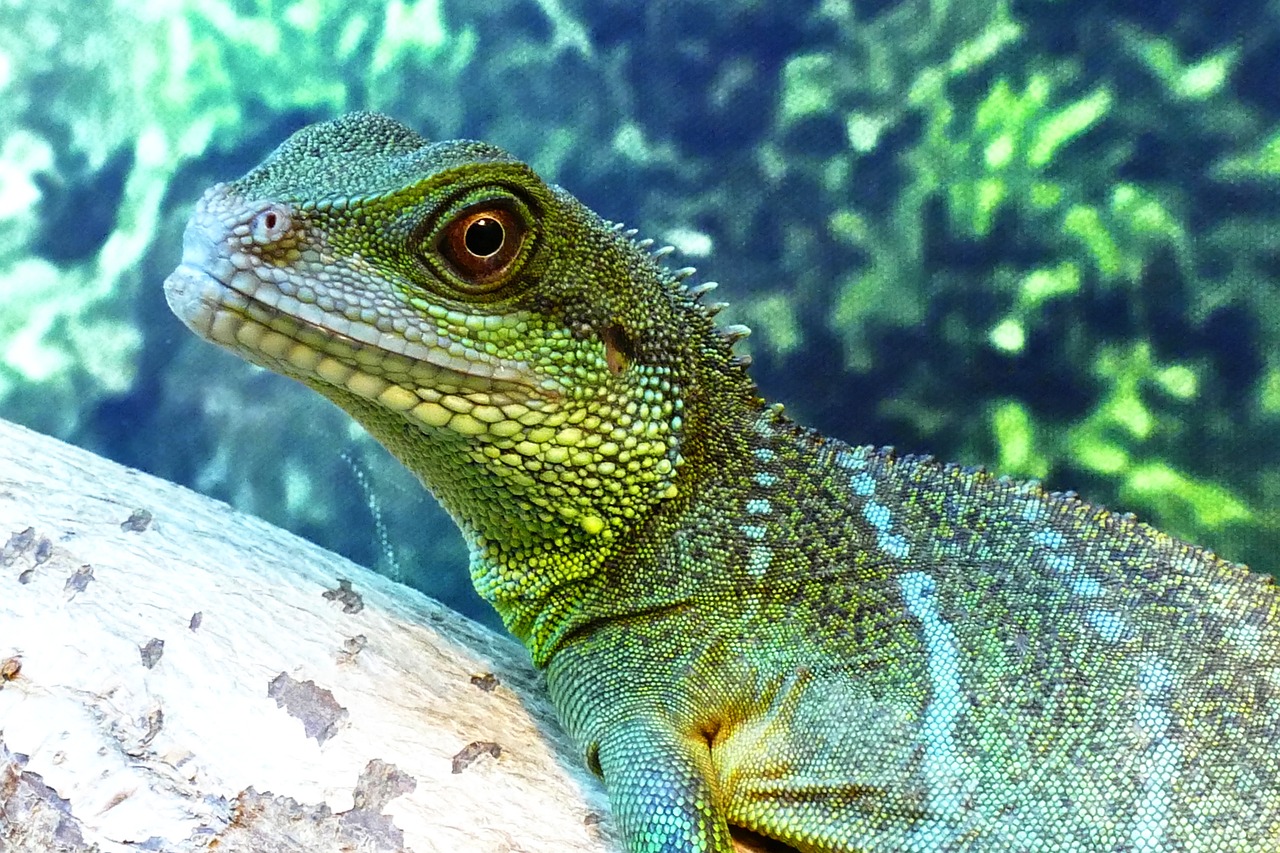 Kinijos Vandens Drakonas, Driežas, Drakonas, Vanduo, Gyvūnas, Ropliai, Žalias, Kinai, Laukinė Gamta, Terariumas