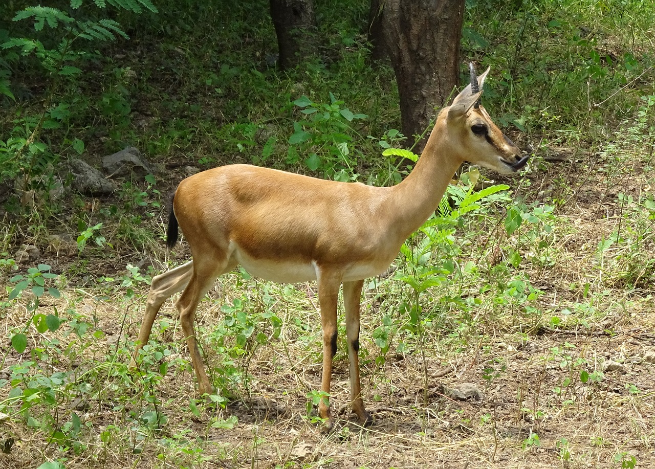 Chinkara, Gazella Bennettii, Indijos Gazelė, Giraitės Elniai, Gujarat Chinkara, G, B, Christii, Gyvūnas, Laukinė Gamta