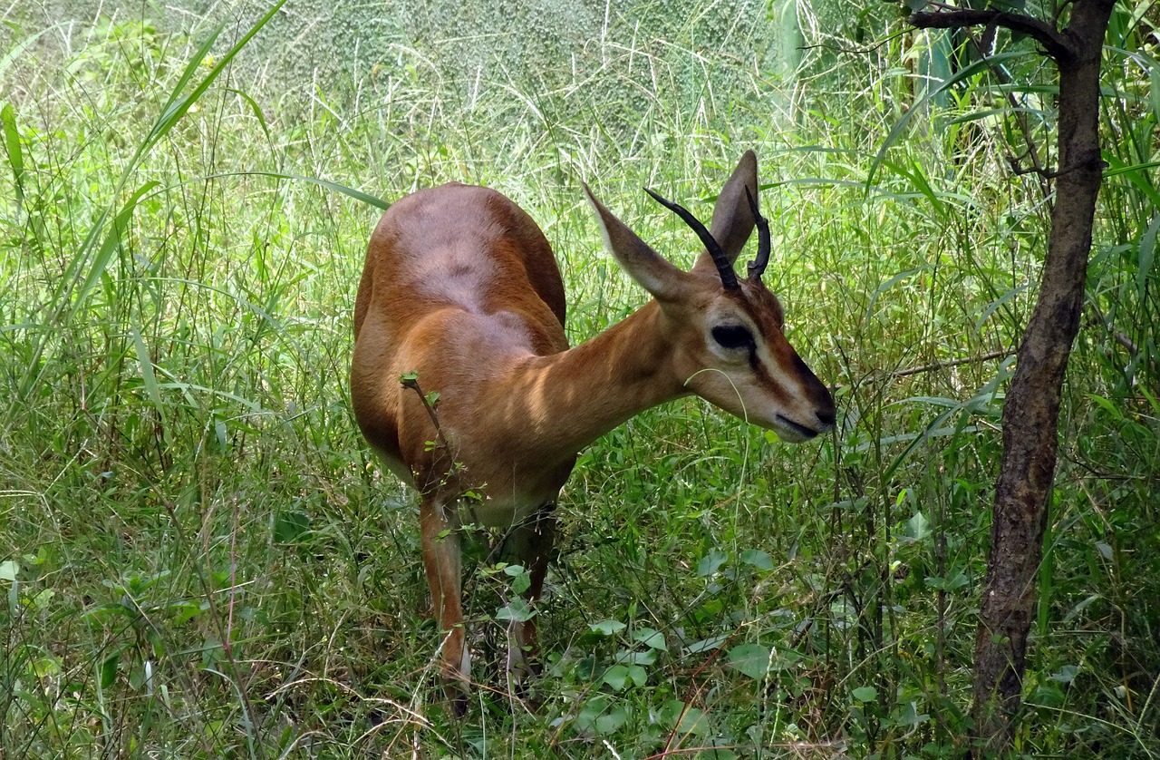 Chinkara, Gazella Bennettii, Indijos Gazelė, Giraitės Elniai, Gujarat Chinkara, G, B, Christii, Gyvūnas, Laukinė Gamta