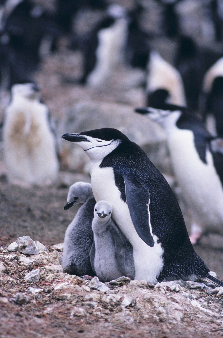 Pūslelinė Pingvinas, Pingvinas, Motina, Viščiukai, Gamta, Lauke, Gražus, Mielas, Paukščiai, Laukinė Gamta