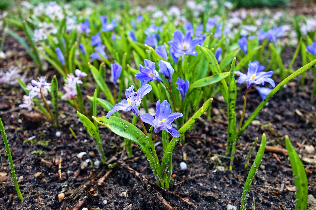 Chionodoxa Forbesii,  Šlovės Sniegu,  Gėlė,  Pavasario Gėlė,  Laukinė Gėlė,  Žiedas,  Kovas,  Sezoninis,  Be Honoraro Mokesčio, Nemokamos Nuotraukos