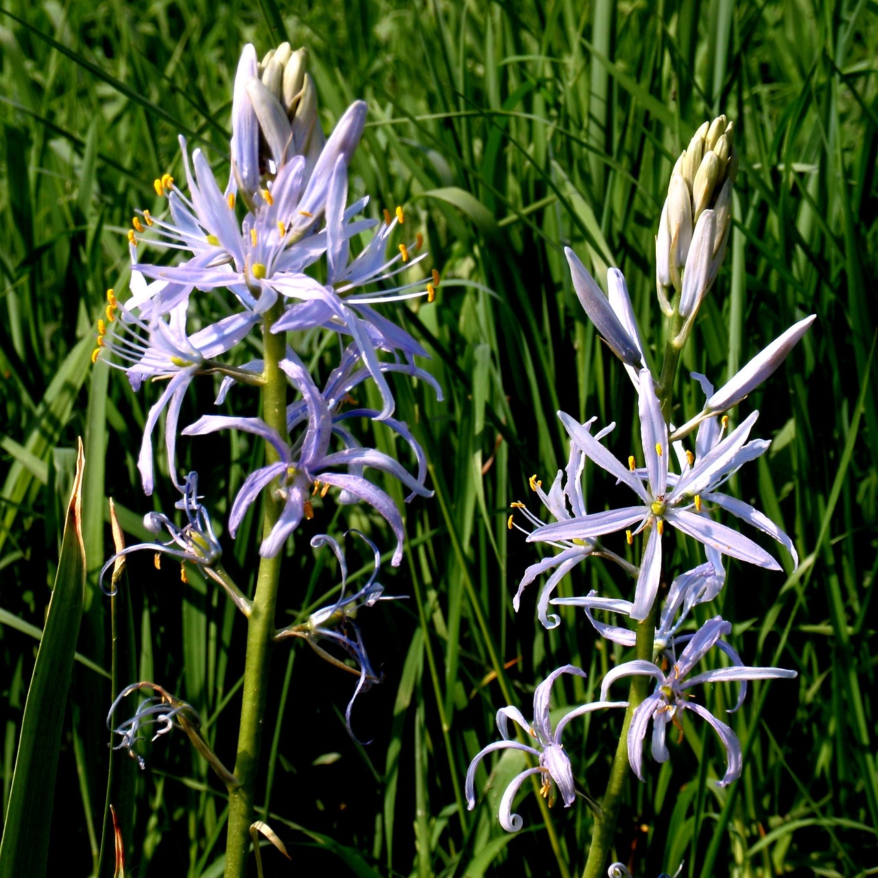 Chionodoxa Luciliae, Aštraus Gėlė, Žiedas, Žydėti, Uždaryti, Gėlė, Mėlynas, Geltona, Natūralus Augalas, Pieva