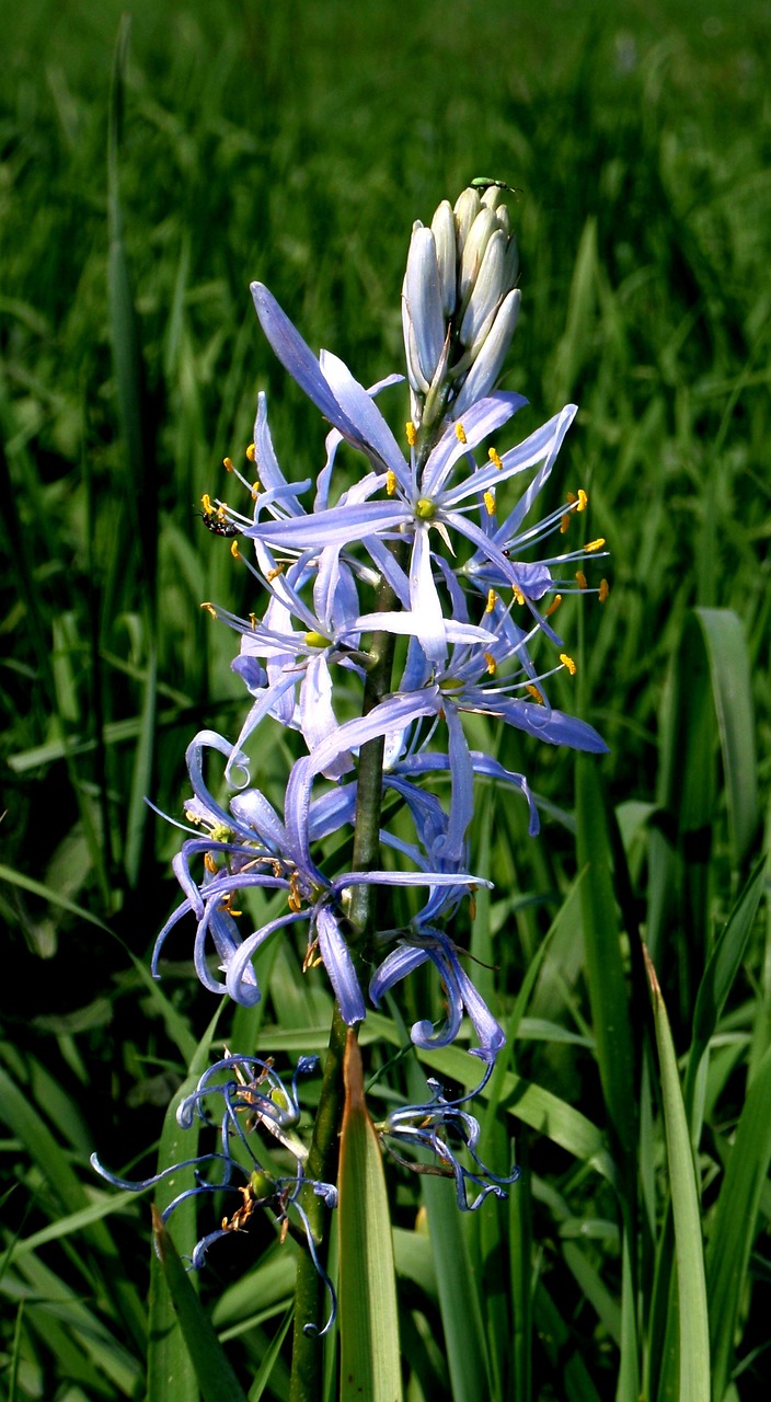 Chionodoxa Luciliae, Aštraus Gėlė, Žiedas, Žydėti, Uždaryti, Gėlė, Mėlynas, Geltona, Natūralus Augalas, Pieva