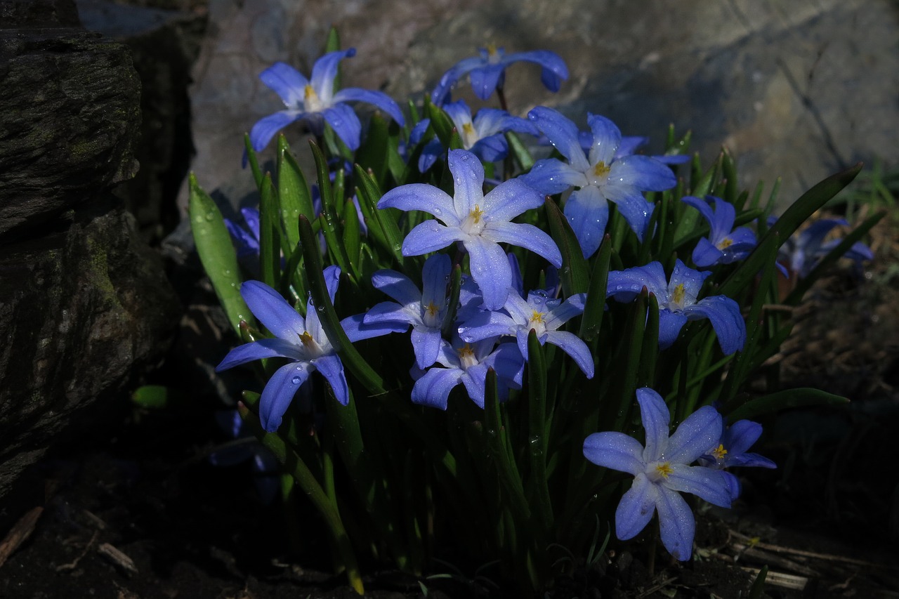 Chionodoxa Luciliae,  Sniego Valymo,  Sniego Pasididžiavimas,  Starflower,  Gamta, Nemokamos Nuotraukos,  Nemokama Licenzija