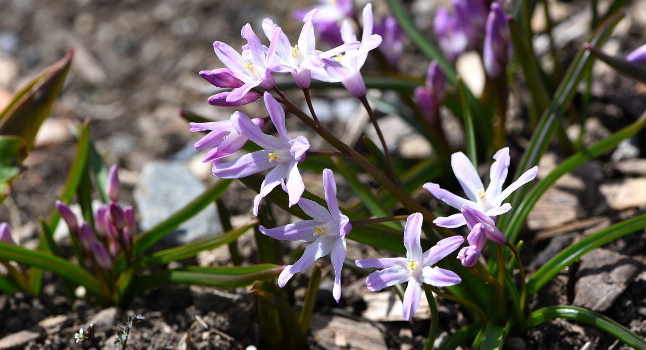 Chionodoxa Luciliae,  Sniego Blizgesys,  Sniego Pasididžiavimas,  Gėlė,  Augalas,  Gėlės,  Rožinis,  Švelnus,  Sodas,  Ankstyvas Bloomer