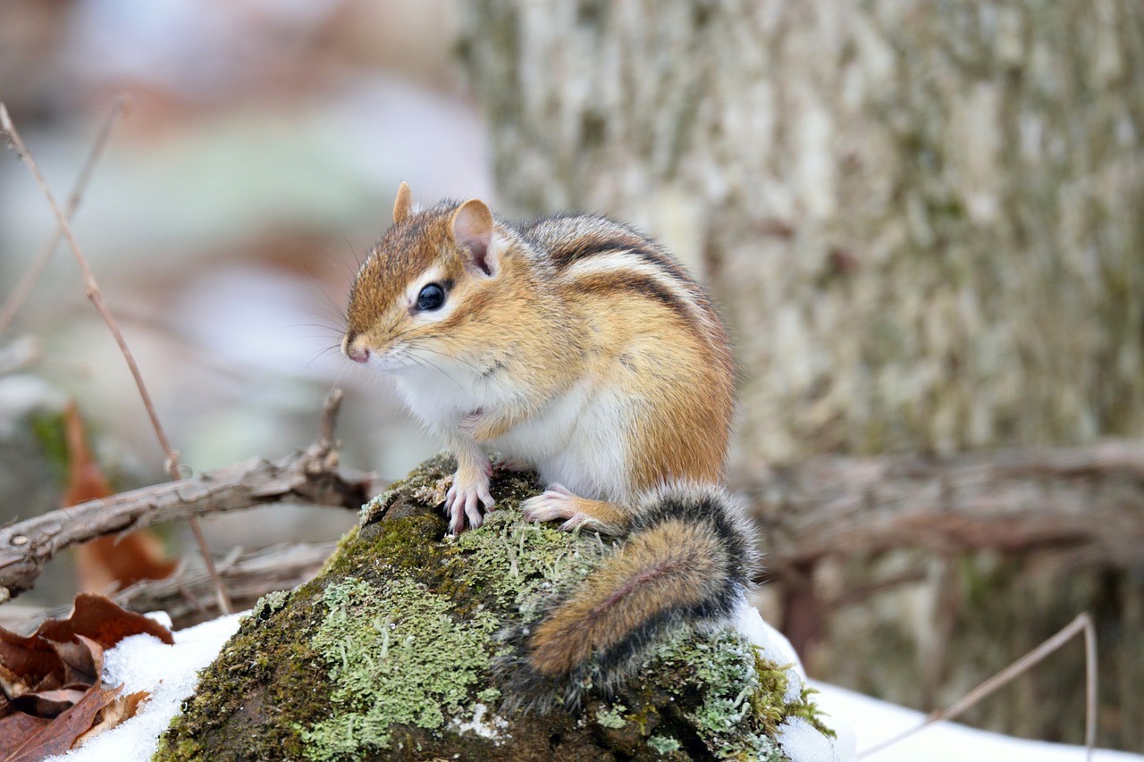 Chipmunk,  Gyvūnas,  Miškas,  Pavasaris,  Pobūdį,  Gyvūnijos, Nemokamos Nuotraukos,  Nemokama Licenzija