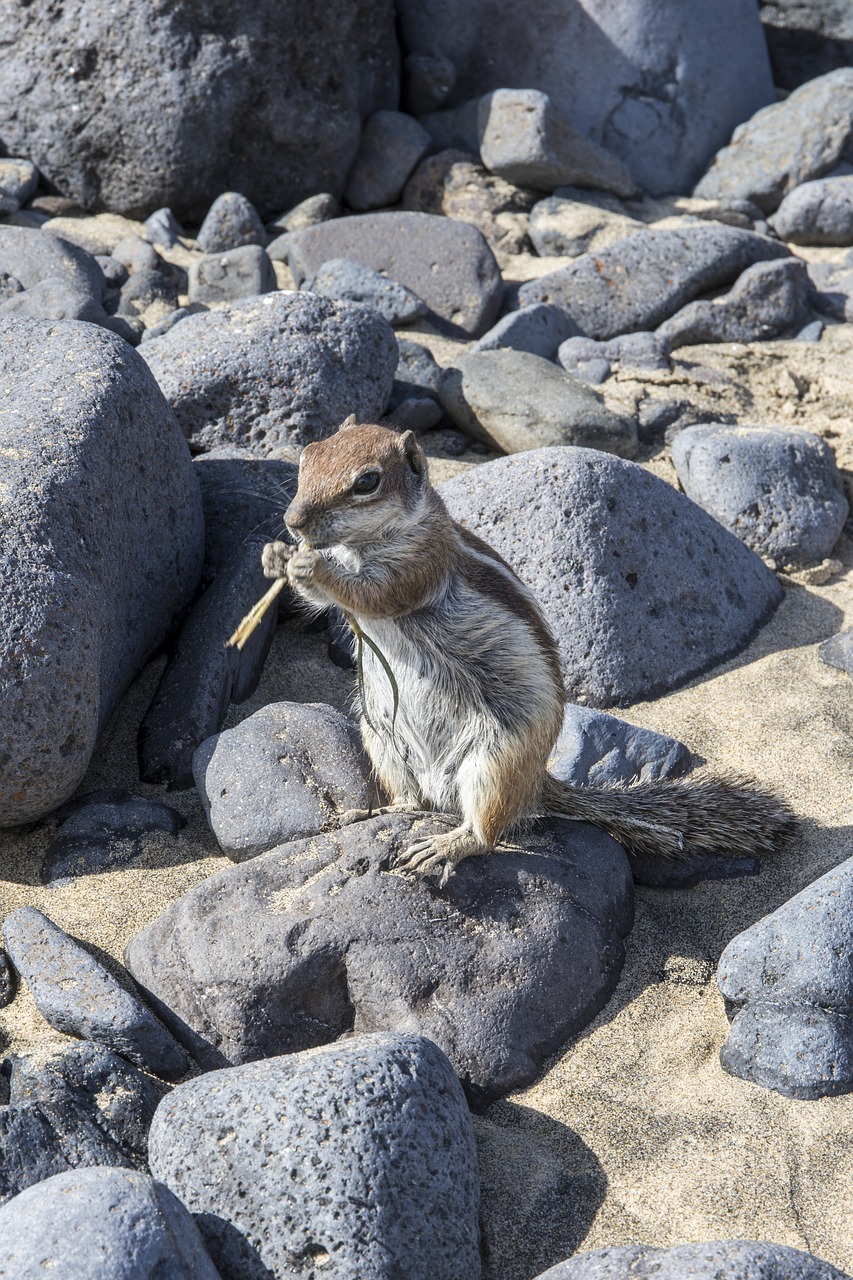 Chipmunk,  Akmenys,  Graužikų,  Akmuo, Nemokamos Nuotraukos,  Nemokama Licenzija