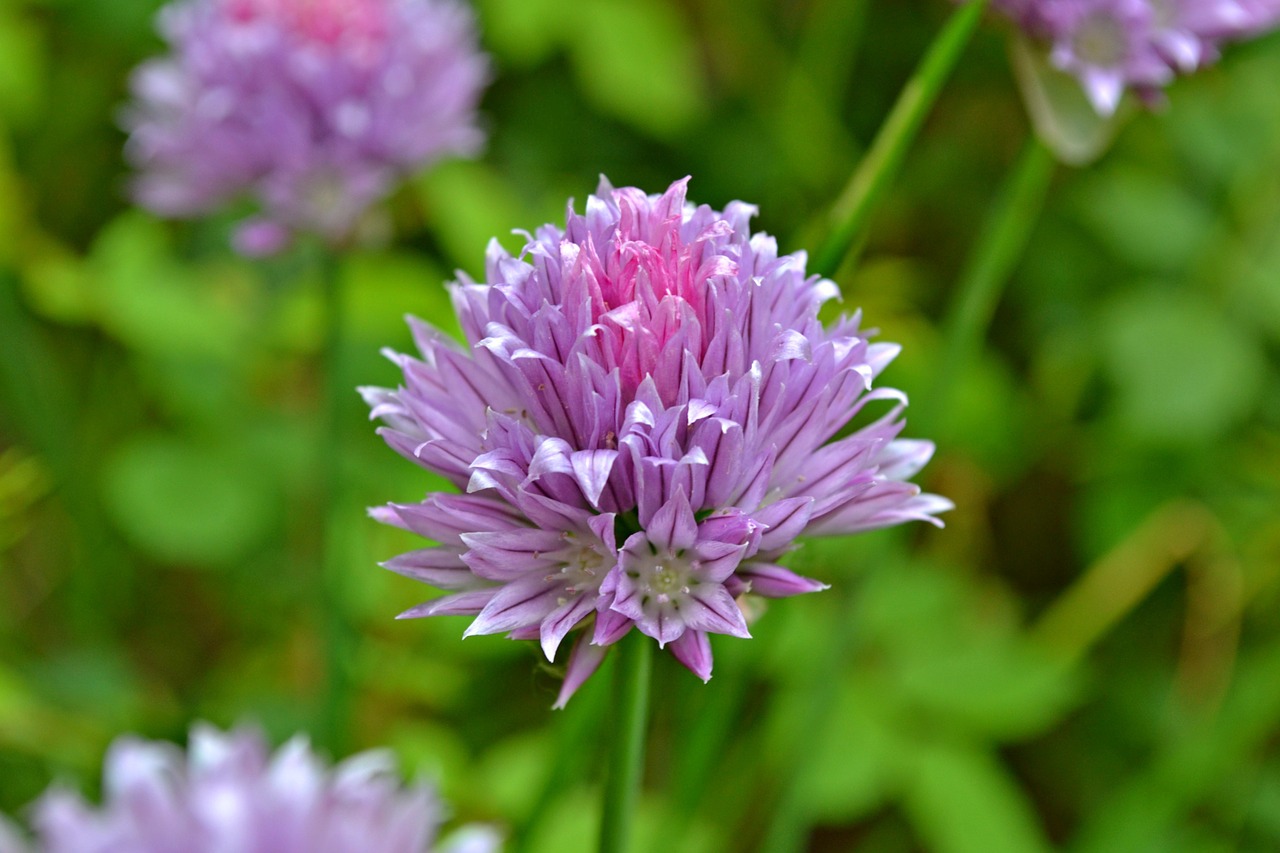 Chive, Gėlės, Gėlių Žiedai, Žolelės, Daržovės, Violetinė, Levandų Spalva, Pavasaris, Vasara, Augalai