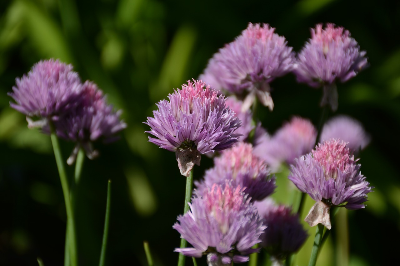 Dantų Česnakų,  Violetinė,  Gėlės,  Violetinės Gėlės,  Pobūdį,  Sodas, Nemokamos Nuotraukos,  Nemokama Licenzija