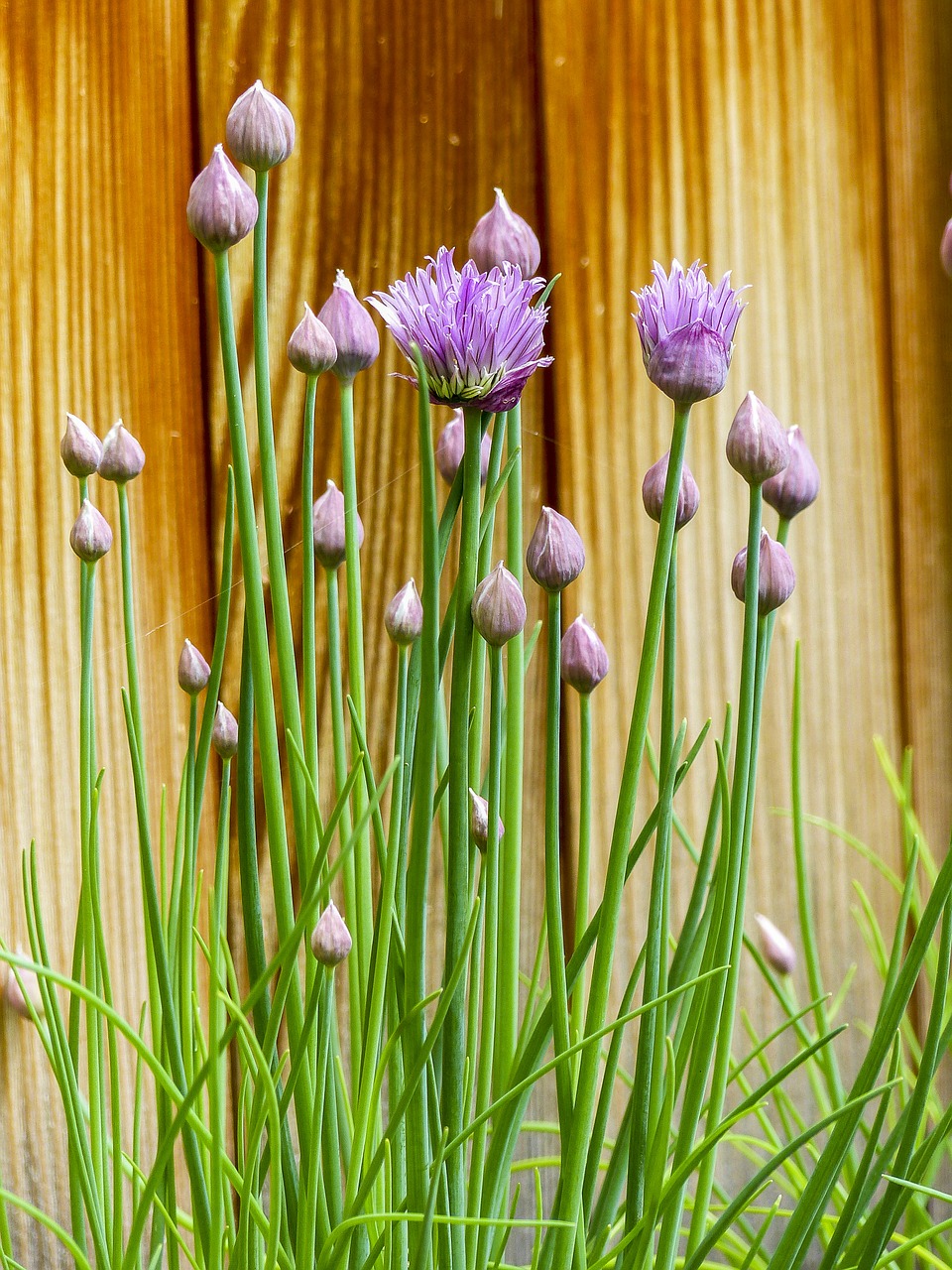 Chive, Žydi, Žolė, Violetinė, Žalias, Šviežias, Augalas, Sodininkystė, Prieskoniai, Svogūnai