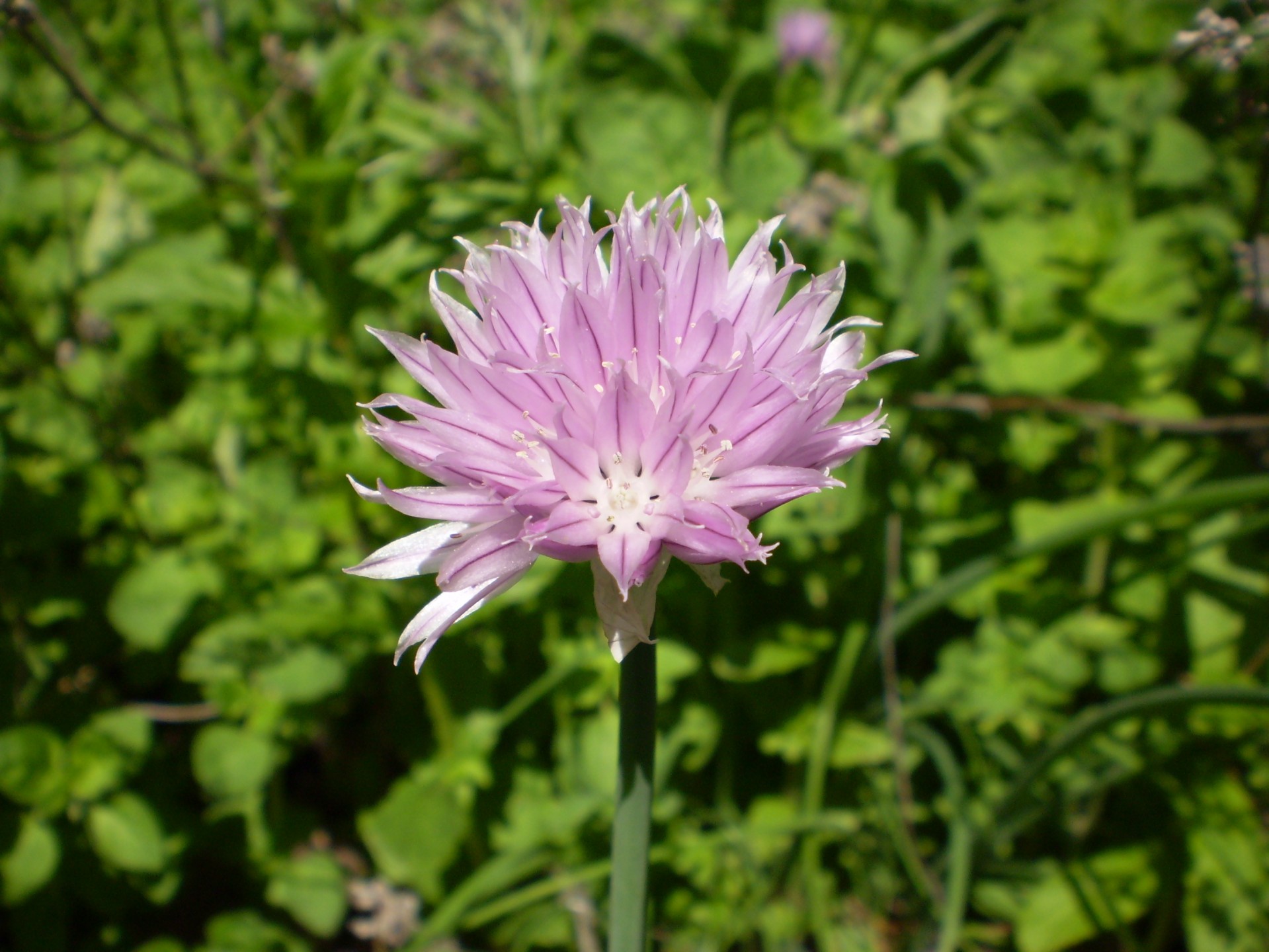 Chive,  Violetinė,  Gėlė,  Bauda & Nbsp,  Žolė,  Maistas,  Maitinti,  Mityba,  Maitinimas,  Receptas