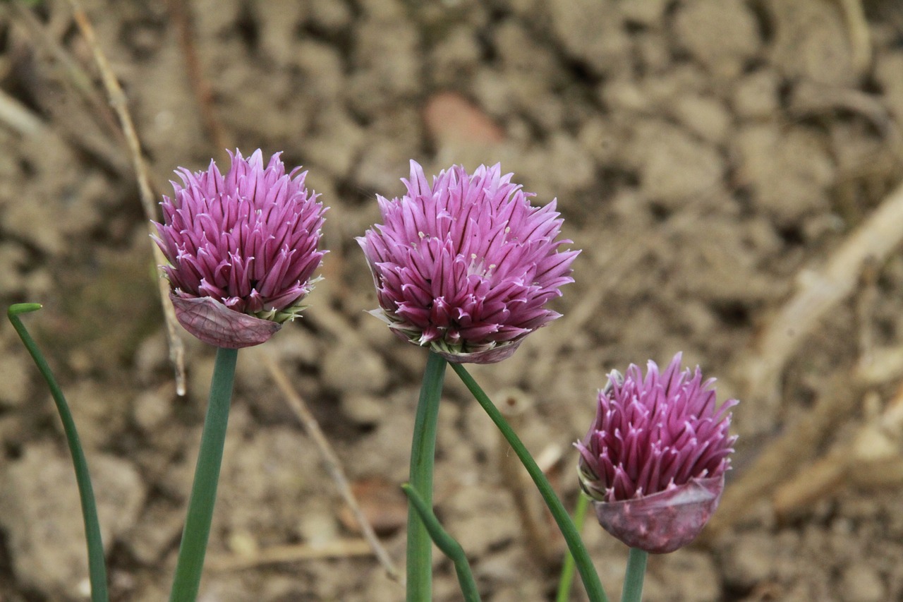 Žirniai, Allium, Aromatiniai, Augalas, Aromatinė Augalija, Veislės Gėlė, Nemokamos Nuotraukos,  Nemokama Licenzija