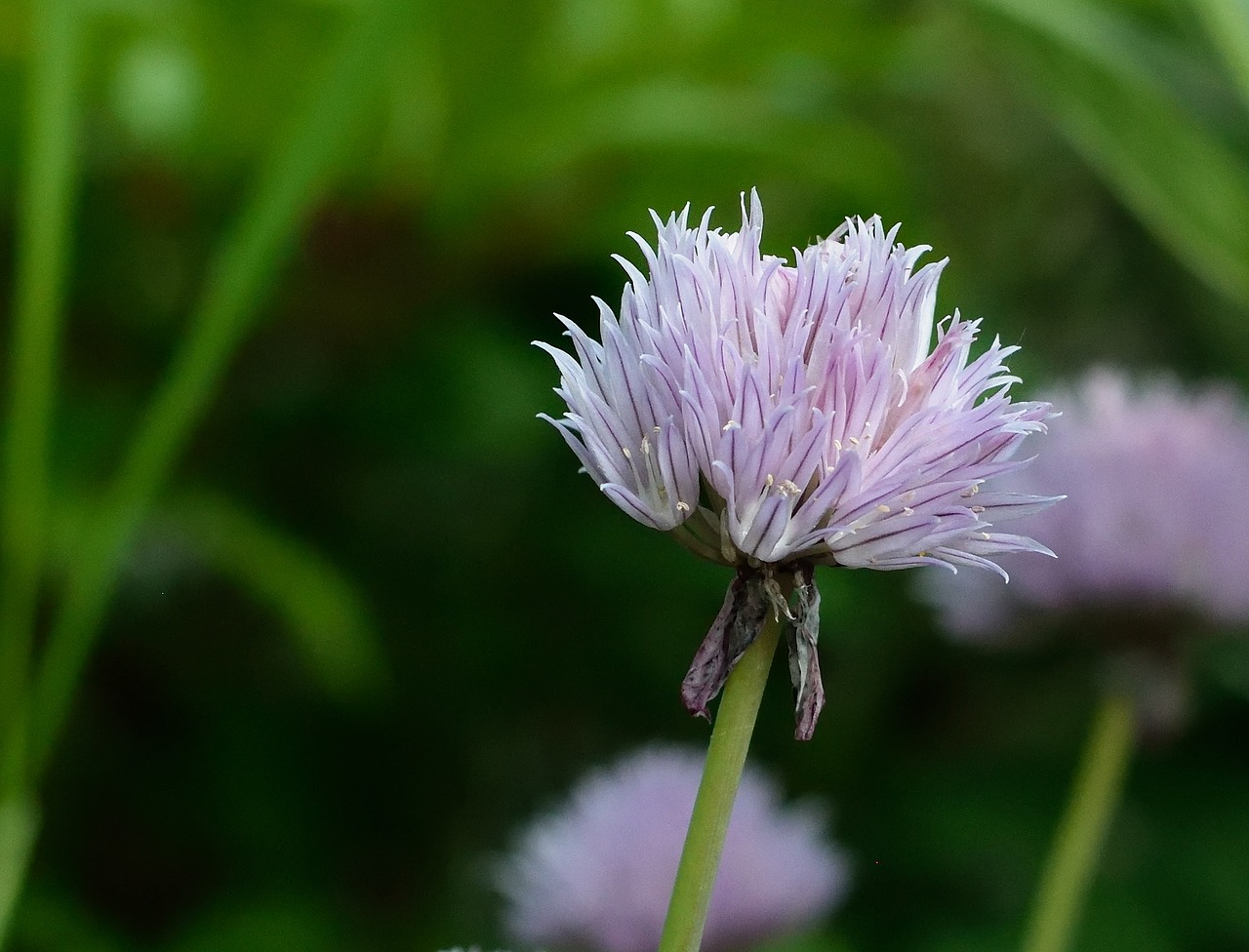 Žirniai, Žiedas, Žydėti, Violetinė, Uždaryti, Allium, Nemokamos Nuotraukos,  Nemokama Licenzija