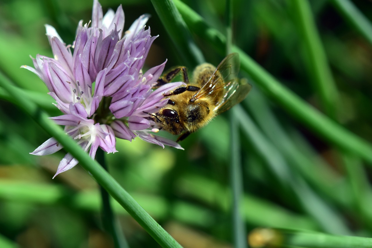 Žirniai,  Česnakai Žiedų,  Žiedas,  Žydi,  Bičių,  Pobūdį,  Sodas,  Iš Arti,  Detalės Paleisti Atranką,  Violetinė