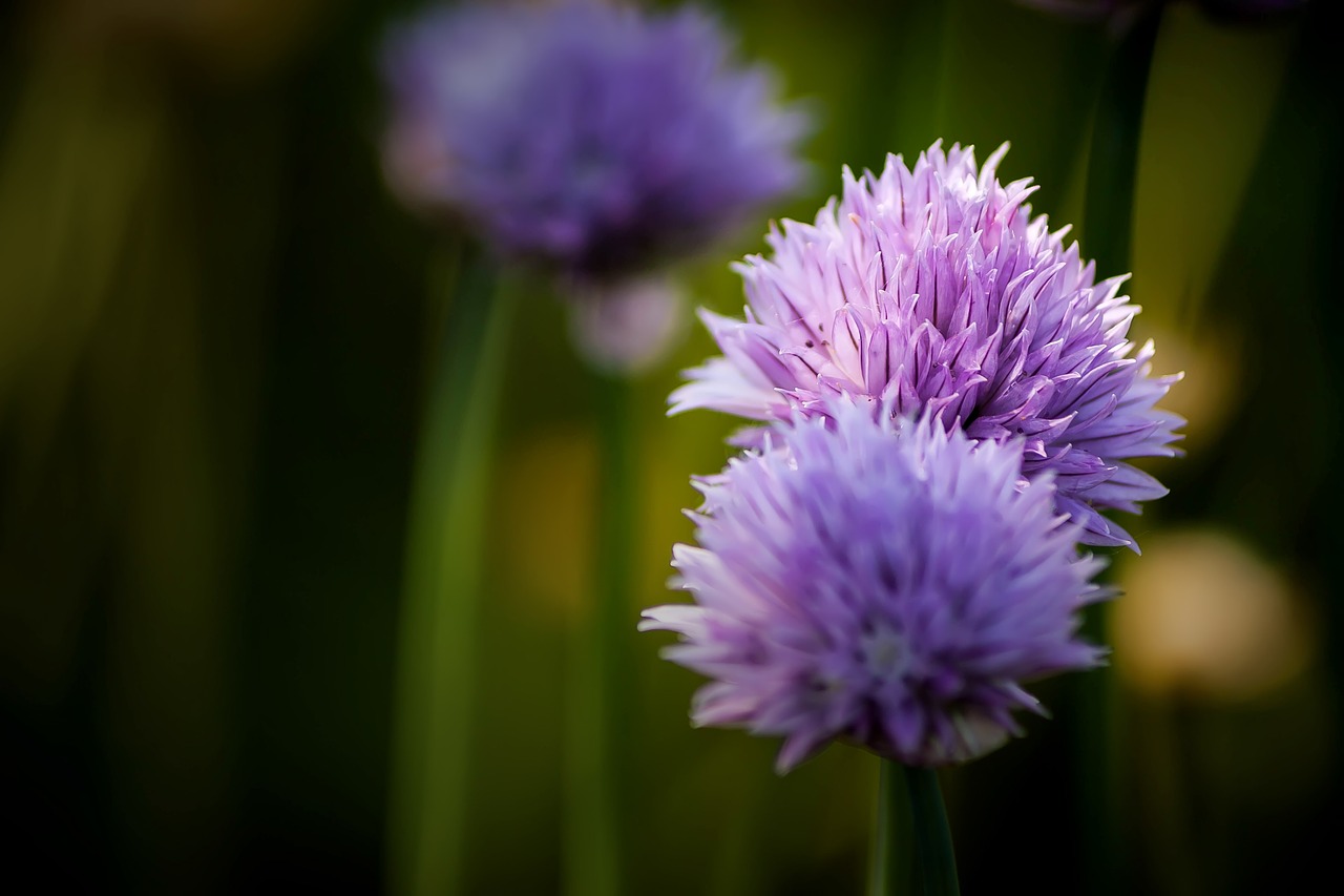 Žirniai,  Gėlė,  Žiedas,  Žydėti,  Uždaryti,  Violetinė,  Laukinė Gėlė,  Nemokamai,  Allium Schoenoprasum,  Augalas