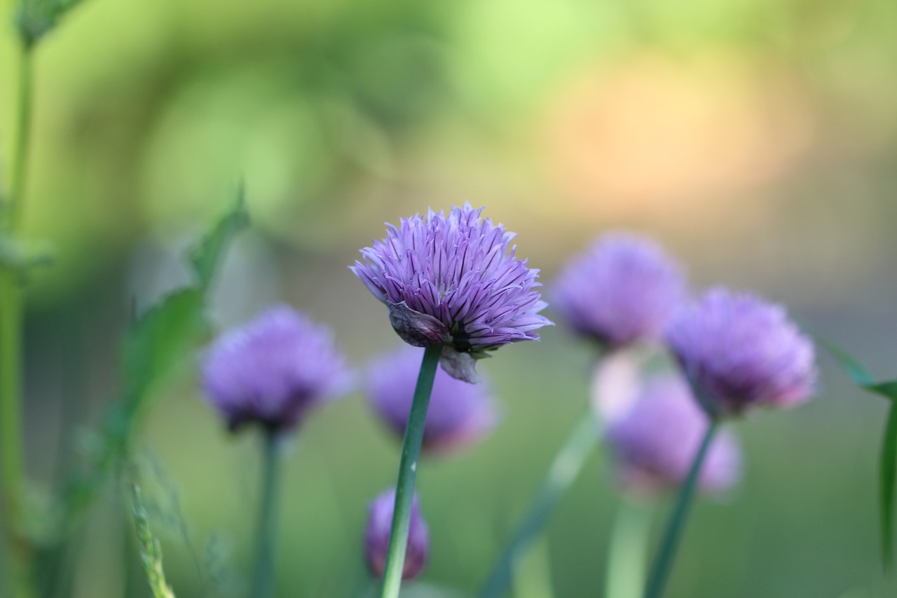 Žirniai,  Žolė,  Augalas,  Gėlė,  Violetinė, Nemokamos Nuotraukos,  Nemokama Licenzija