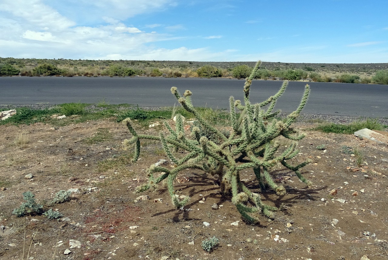 Cholla Kaktusas, Kaktusas, Dykuma, Mojave, Flora, Didysis Kanjonas, Arizona, Usa, Amerikietis, Nemokamos Nuotraukos