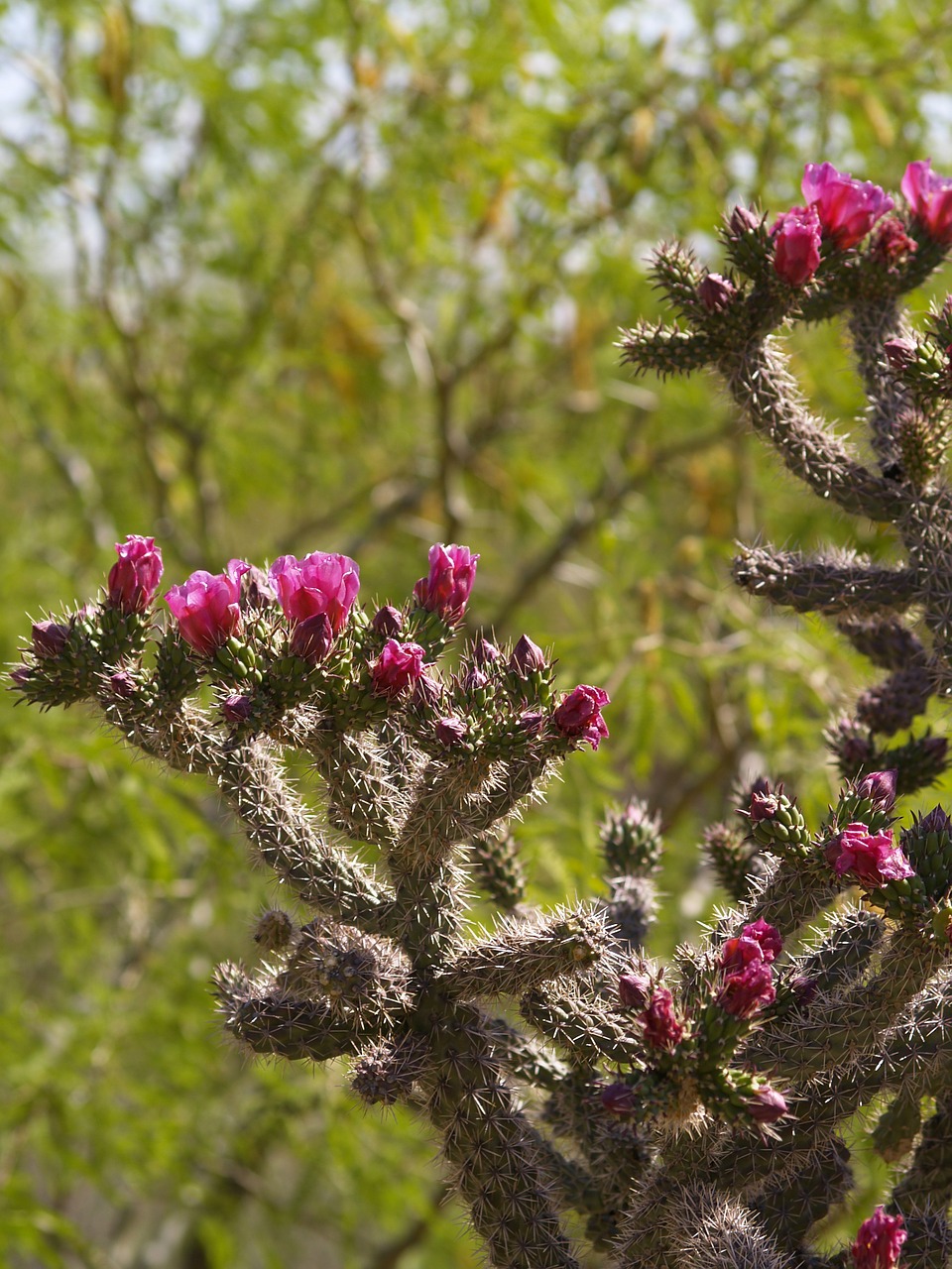 Cholla Kaktusas, Sonoran Dykuma, Kaktusas, Dykuma, Cholla, Tucson, Arizona, Gamta, Augmenija, Nemokamos Nuotraukos