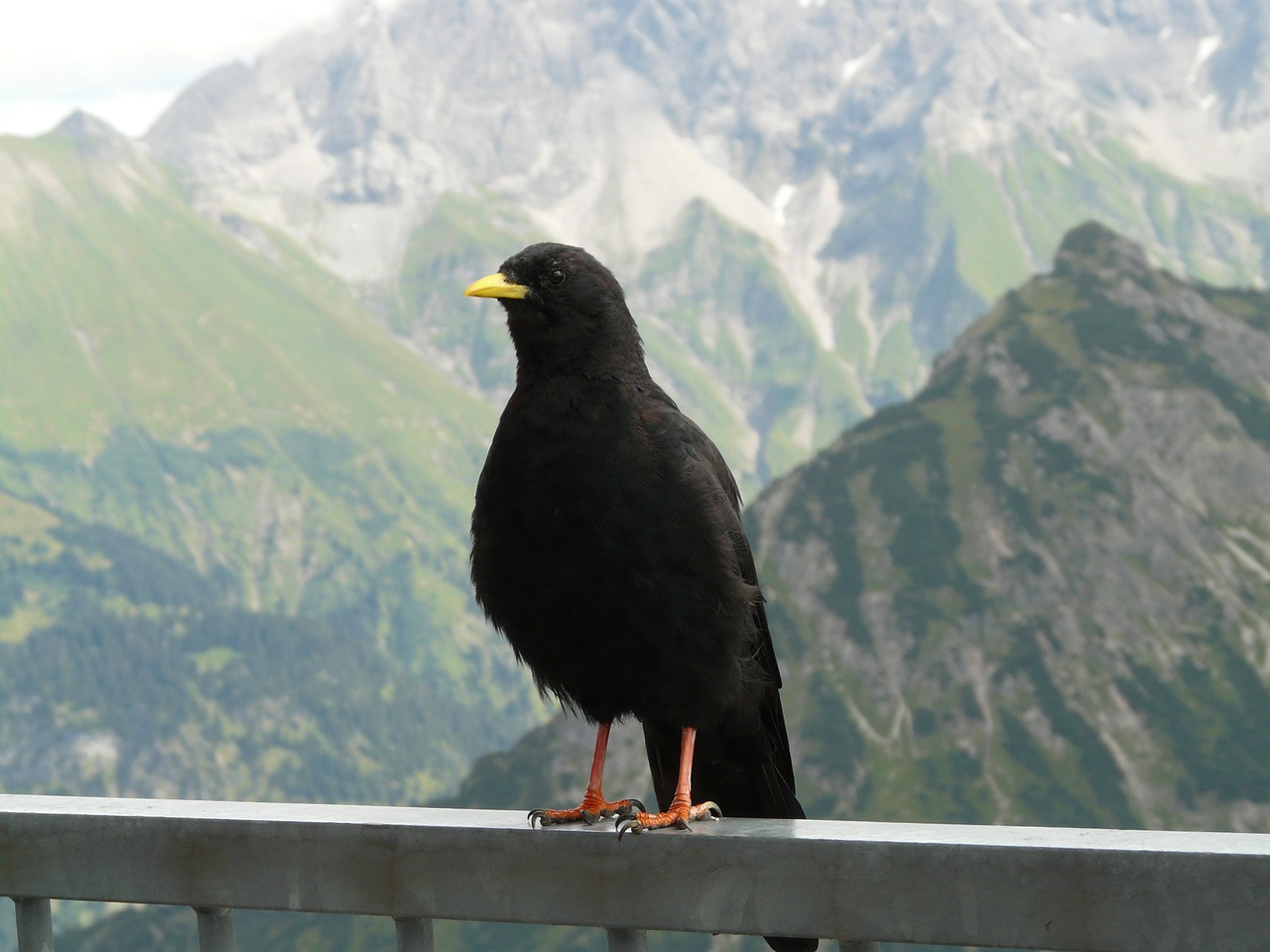 Šokas, Pyrrhocorax Graculus, Bergdohle, Jochdohle Paukštis, Varnas Paukštis, Corvidae, Juoda, Kalnas, Alpių, Nemokamos Nuotraukos