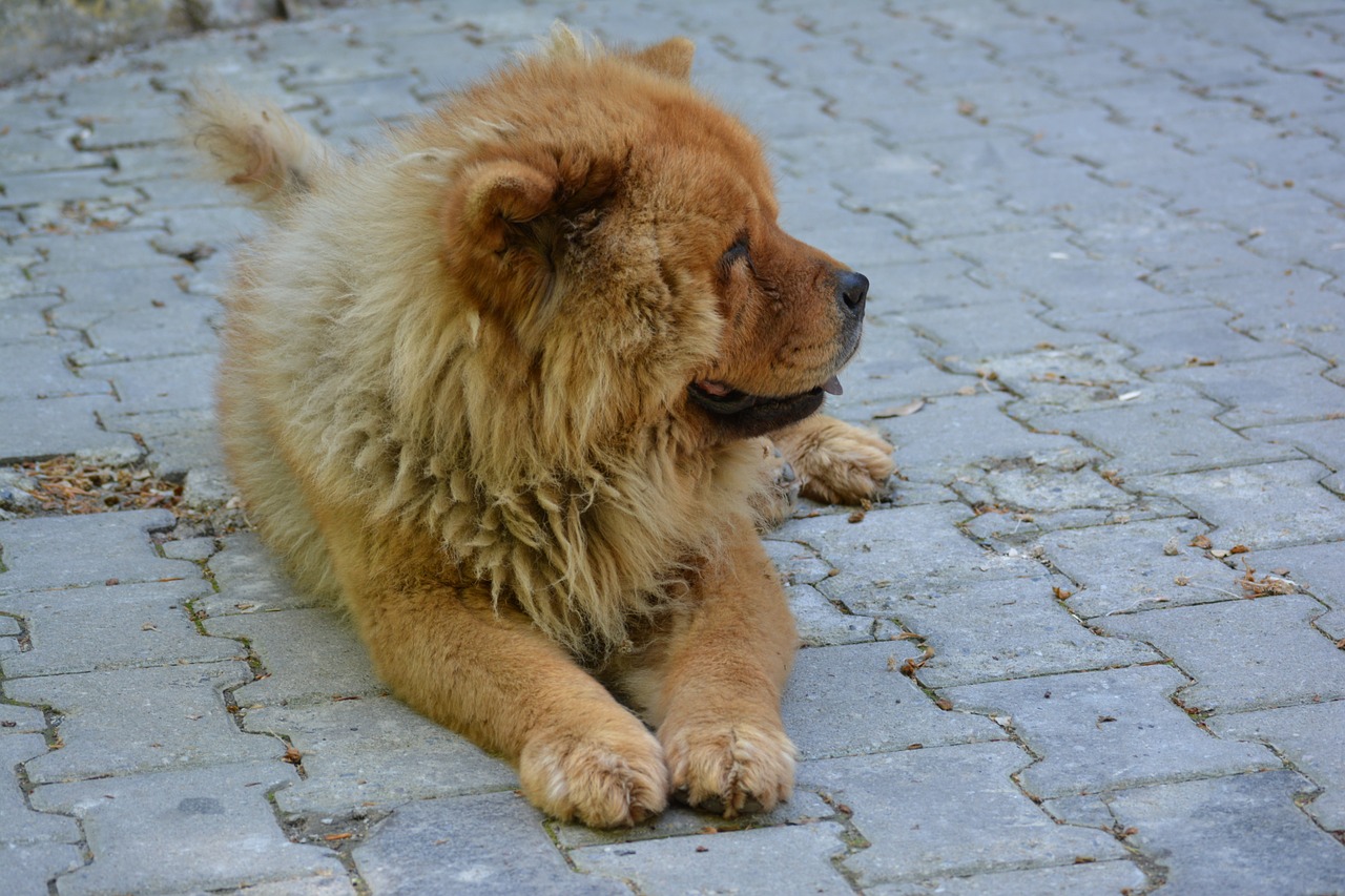Čiau Čiau, Tibeto Liūtas, Šuo, Liūtas, Atrodo, Gyvūnas, Mielas, Naminis Gyvūnėlis, Šuniukas, Šunys