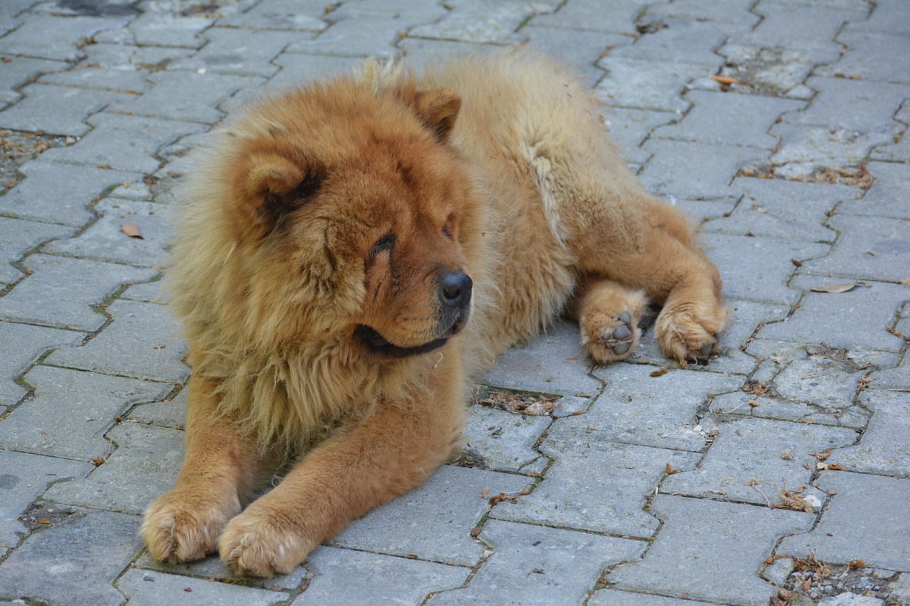 Čiau Čiau, Tibeto Liūtas, Šuo, Liūtas, Atrodo, Gyvūnas, Mielas, Naminis Gyvūnėlis, Šuniukas, Šunys