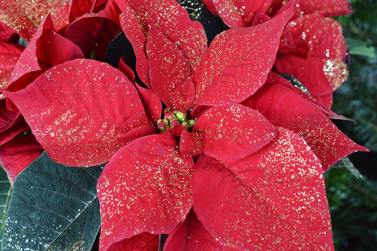 Kalėdos, Poinsettia, Raudona, Žiedas, Žydėti, Augalas, Apdaila, Fonas, Nemokamos Nuotraukos,  Nemokama Licenzija