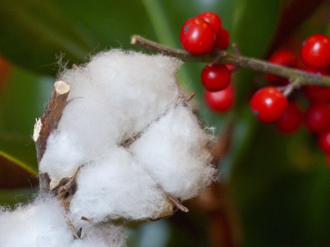 Kalėdos, Apdaila, Ornamentas, X-Mas, Holly, Uogos, Medvilnė, Augalas, Nemokamos Nuotraukos,  Nemokama Licenzija