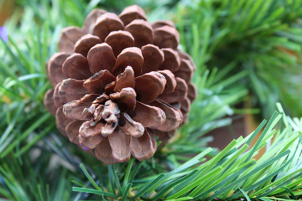 Kalėdos, Gruodžio Mėn ., Pušis, Xmas, Apkarpyti, Medis, Apdaila, Nemokamos Nuotraukos,  Nemokama Licenzija