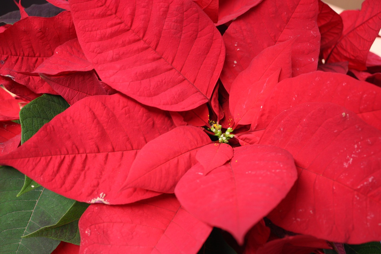 Kalėdų,  Poinsettia, Nemokamos Nuotraukos,  Nemokama Licenzija