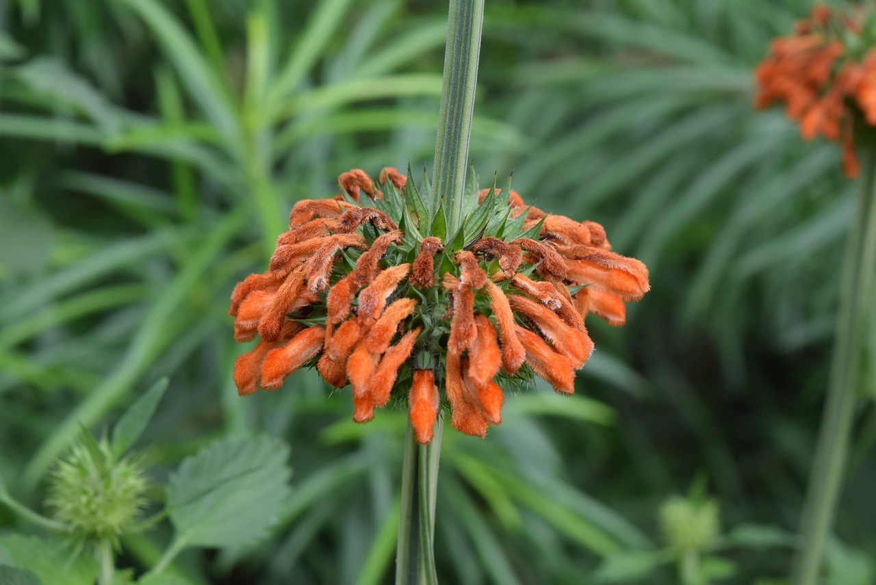 Kalėdinė Žvakidė, Gėlė, Leonotis Nepetifolia, Nemokamos Nuotraukos,  Nemokama Licenzija