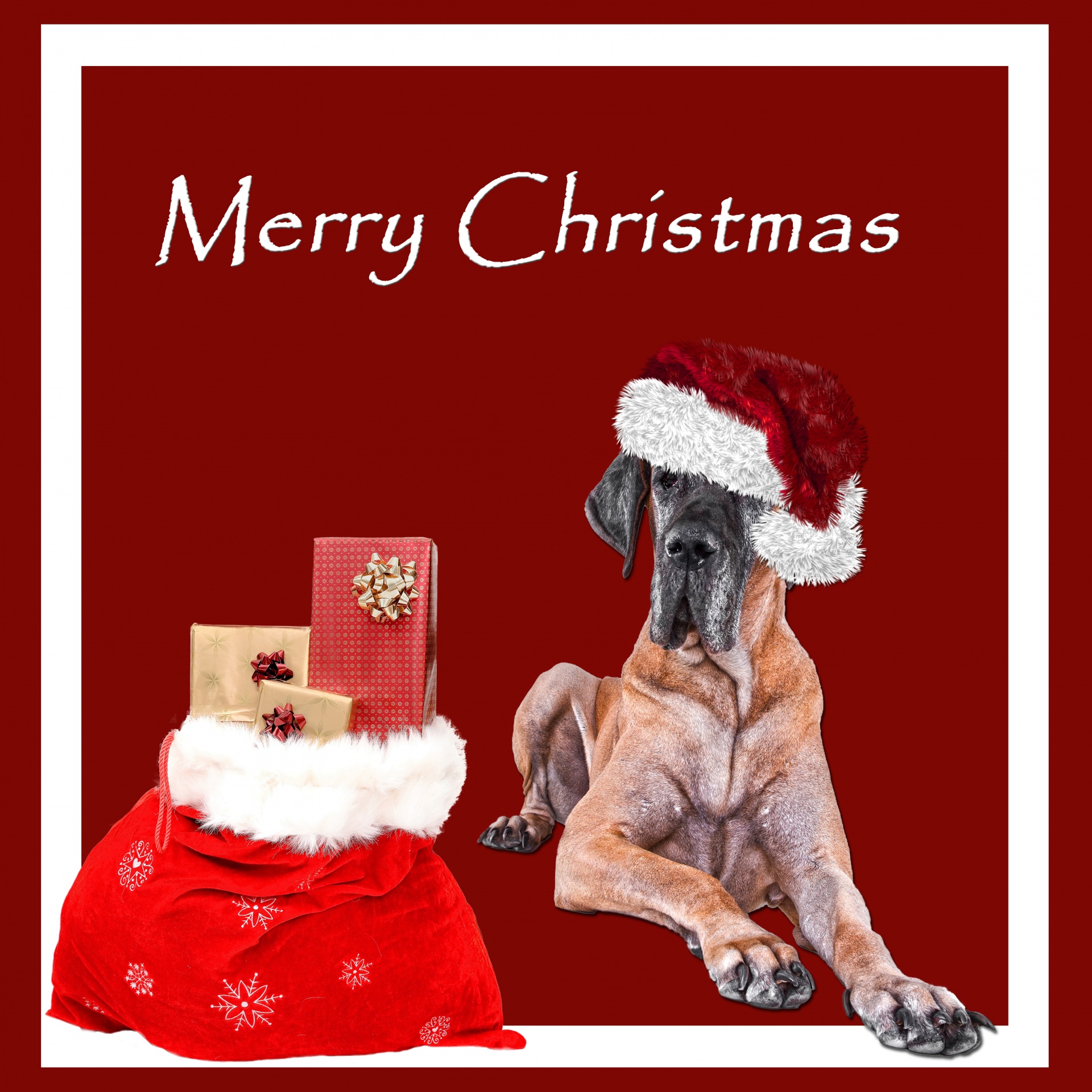 Kalėdos,  Šuo,  Puikus & Nbsp,  Dane,  Skrybėlę,  Santa,  Kalėdų & Nbsp,  Skrybėlę,  Santa & Nbsp,  Hat