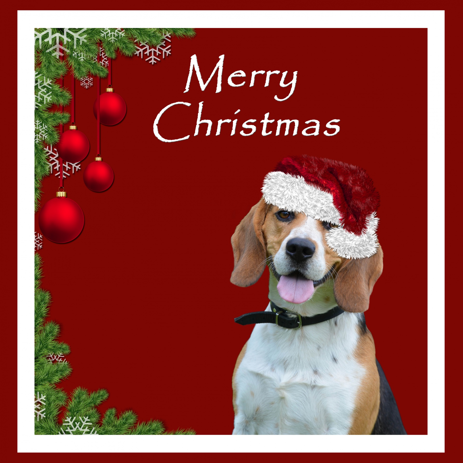 Kalėdos,  Šuo,  Beagle,  Kortelė,  Skrybėlę,  Raudona,  Santa & Nbsp,  Hat,  Kalėdų & Nbsp,  Kortelė