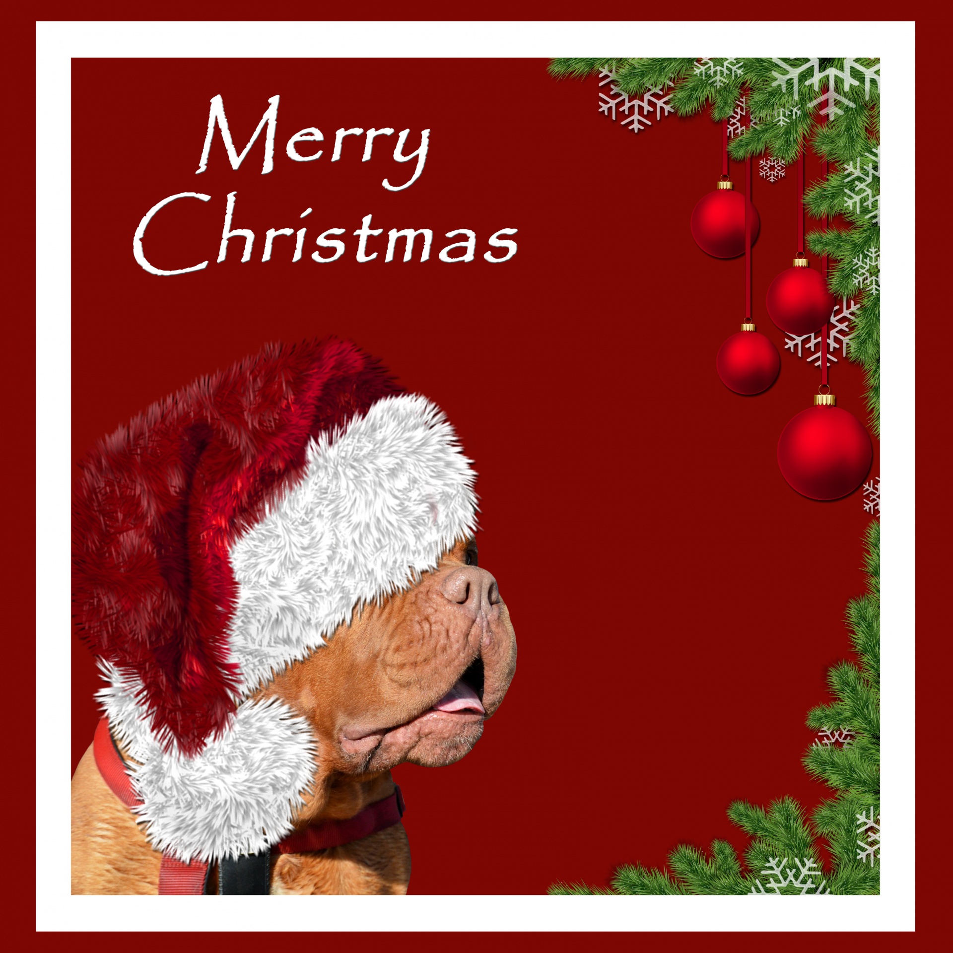 Kalėdos,  Šuo,  Kortelė,  Skrybėlę,  Santa,  Raudona,  Mastifas,  Prancūzų & Nbsp,  Mastiff,  Dogge & Nbsp