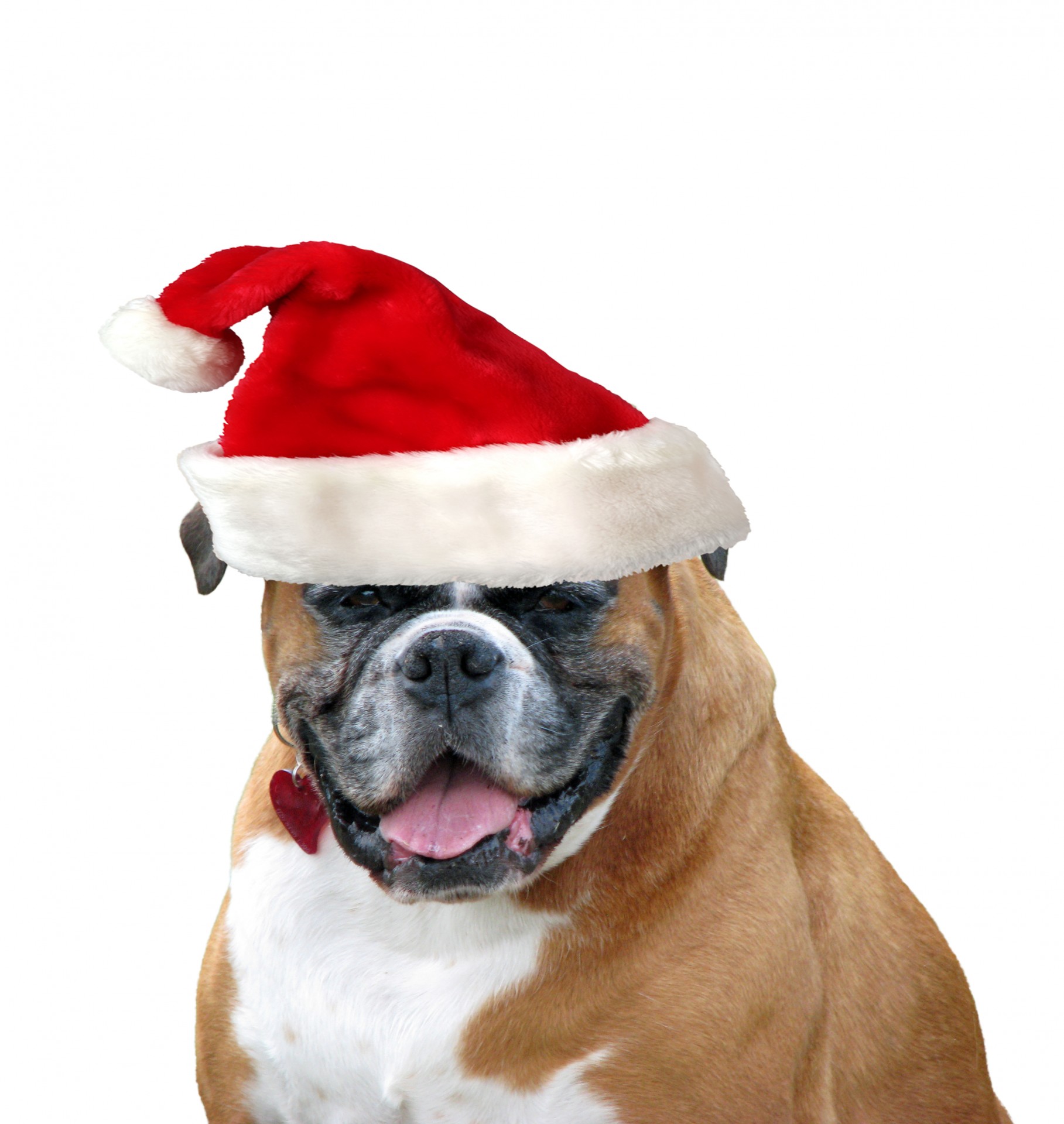 Šuo,  Boksininkas,  Kalėdos,  Santa & Nbsp,  Hat,  Skrybėlę,  Raudona,  Mielas,  Izoliuotas,  Balta