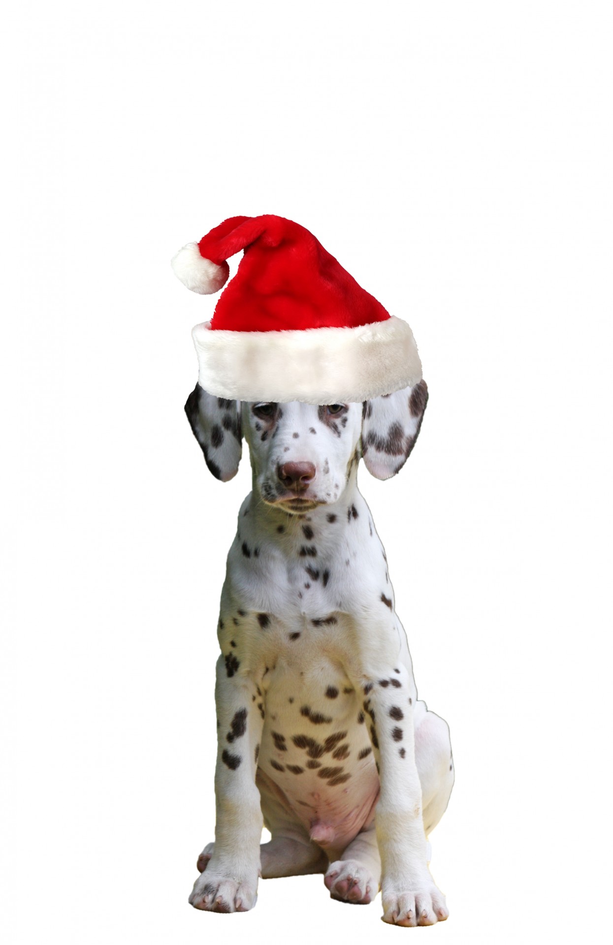 Šuo,  Šuniukas,  Dalmatian,  Kalėdos,  Santa & Nbsp,  Hat,  Skrybėlę,  Raudona,  Mielas,  Izoliuotas