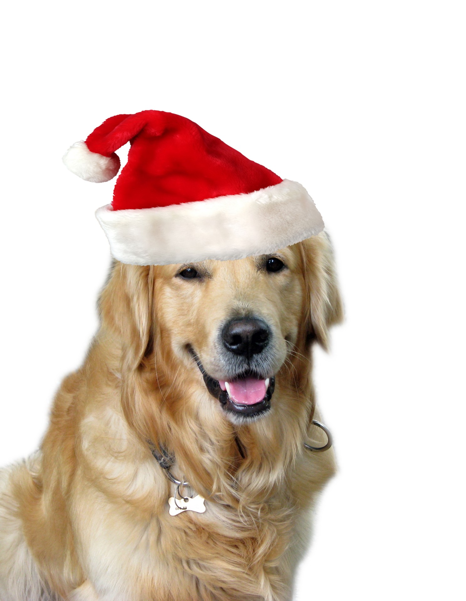 Šuo,  Retriveris & Nbsp,  Auksinis,  Auksinis & Nbsp,  Retriveris,  Kalėdos,  Santa & Nbsp,  Hat,  Skrybėlę,  Raudona