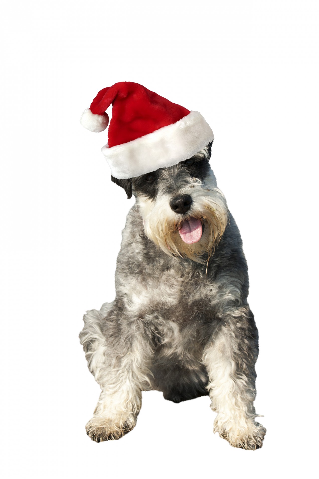 Šuo,  Šnauzeris,  Miniature & Nbsp,  Šnauceris,  Kalėdos,  Santa & Nbsp,  Hat,  Skrybėlę,  Raudona,  Izoliuotas