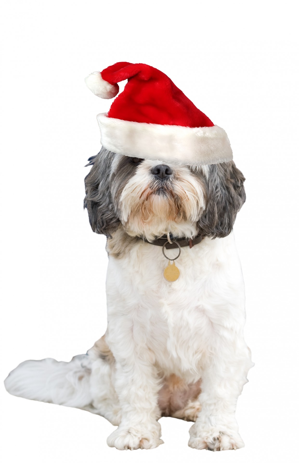Šuo,  Shih & Nbsp,  Tzu,  Kalėdos,  Santa & Nbsp,  Hat,  Skrybėlę,  Raudona,  Izoliuotas,  Balta