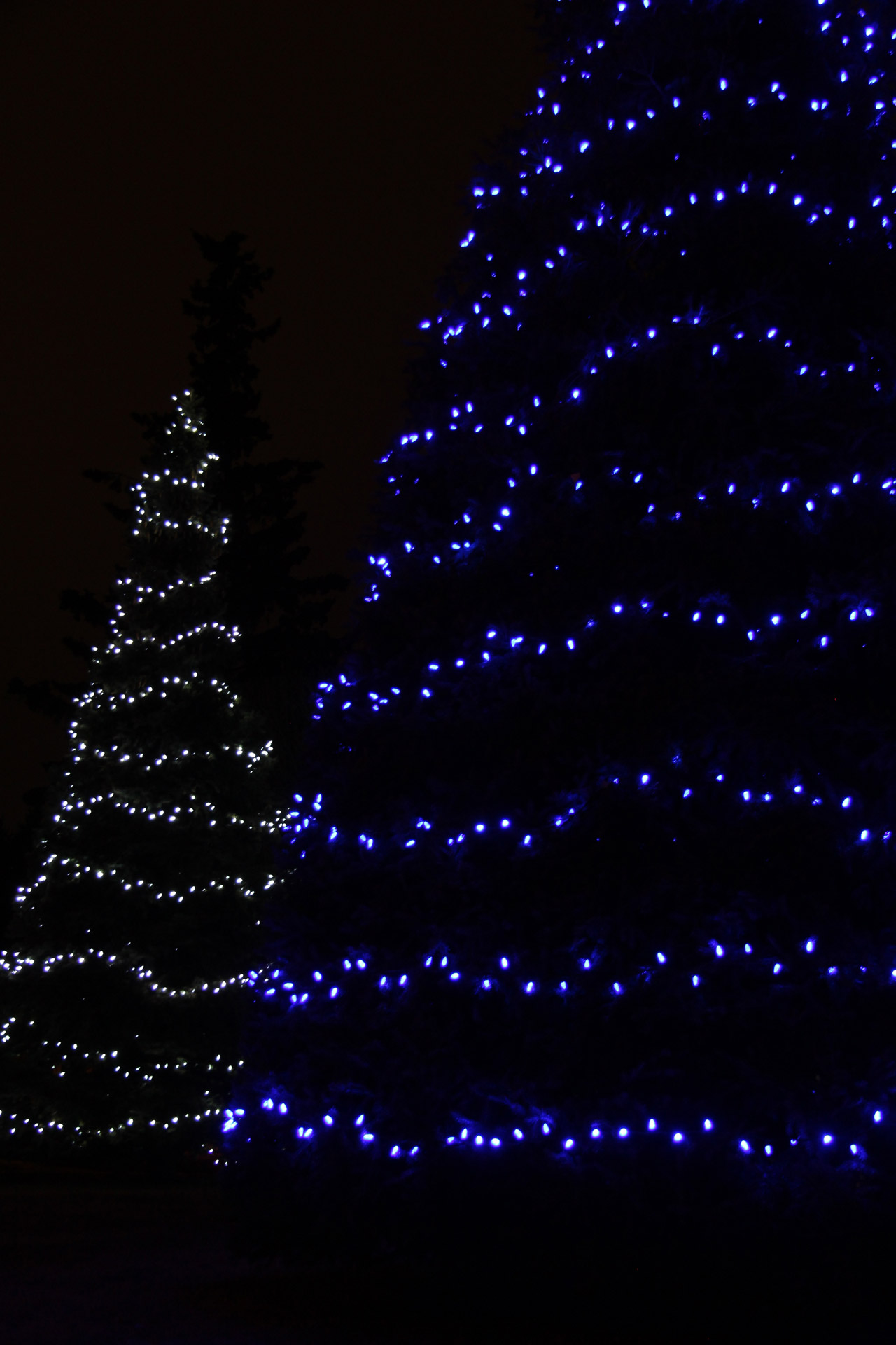 Kalėdos,  Žibintai,  Medžiai,  Mėlynas,  Balta,  Linijos,  Kalėdų Žiburiai Medžiai, Nemokamos Nuotraukos,  Nemokama Licenzija