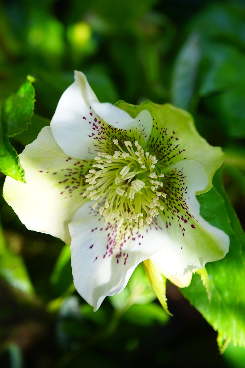 Kalėdų Rožė, Anemone Blanda, Gėlė, Žiedas, Žydėti, Augalas, Balta, Helleborus Niger, Hellebore, Pavasario Rožės