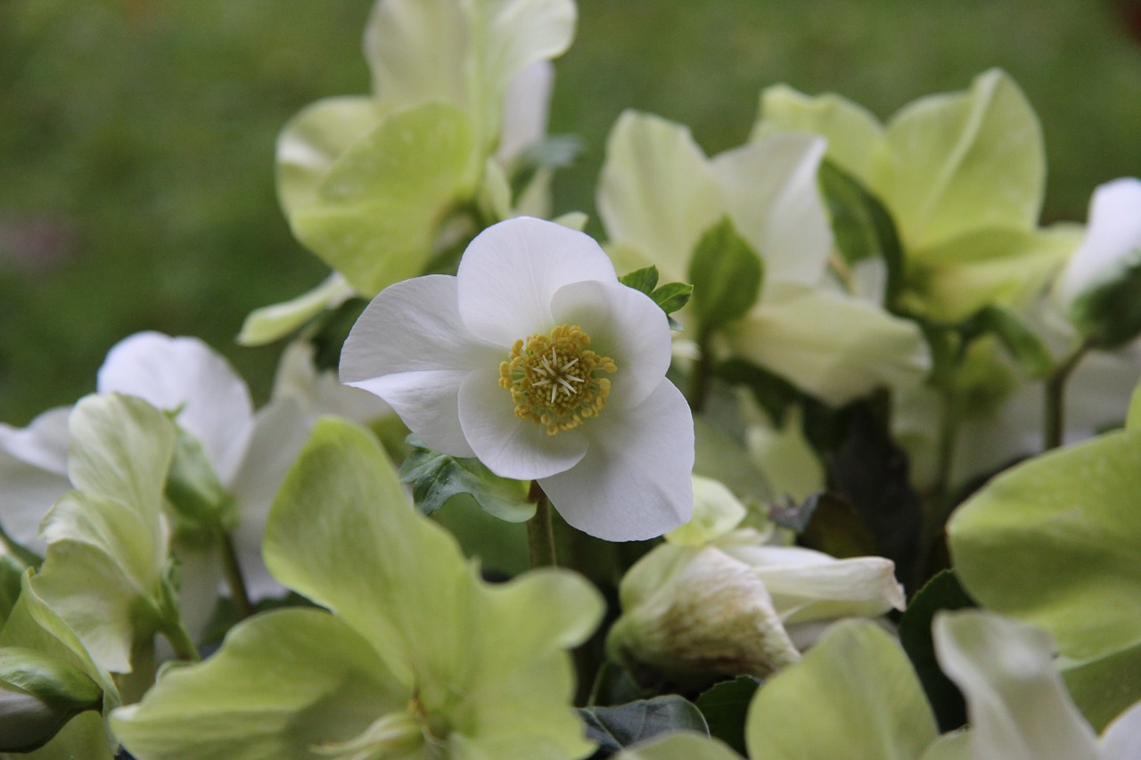 Kalėdų Rožė, Kalėdos, Balta, Gamta, Hellebore, Nemokamos Nuotraukos,  Nemokama Licenzija