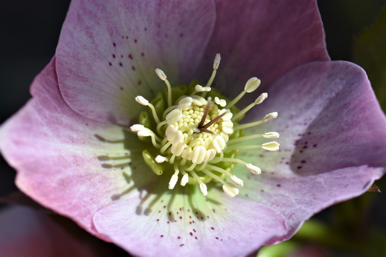 Kalėdų Rožė, Gėlė, Žiedas, Žydėti, Uždaryti, Gamta, Augalas, Sodas, Pistil, Pavasaris