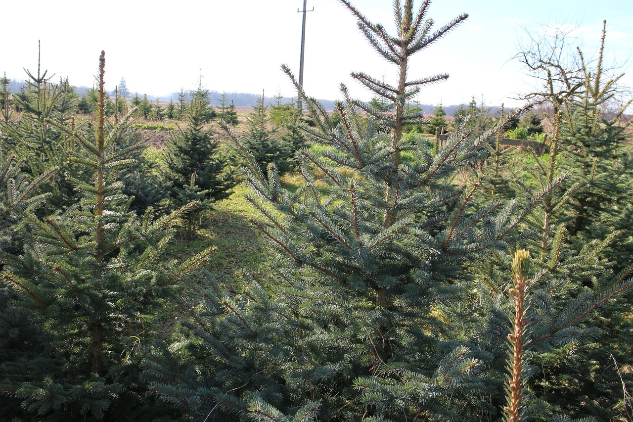 Kalėdų Eglutė, Medžiai, Žalias, Nemokamos Nuotraukos,  Nemokama Licenzija