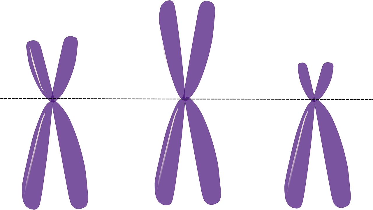 Chromosomos, Genetika, Metacentrinė, Violetinė, Mokslas, X, Y, Genai, Nemokama Vektorinė Grafika, Nemokamos Nuotraukos