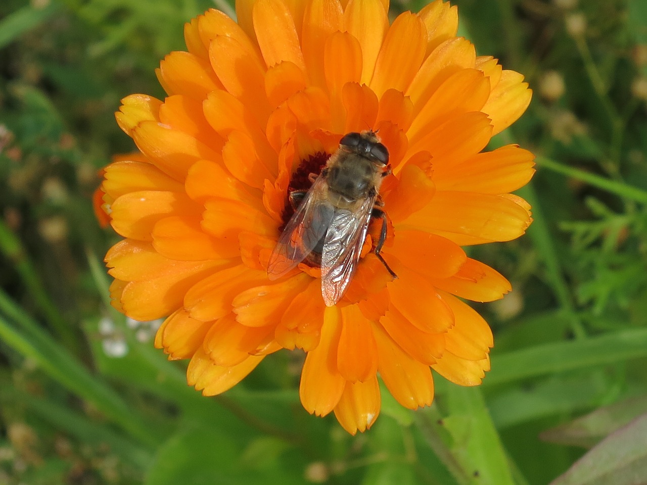 Chrizantema, Oranžinė, Bičių, Žiedas, Žydėti, Vabzdys, Uždaryti, Gerbera, Kompozitai, Vasara