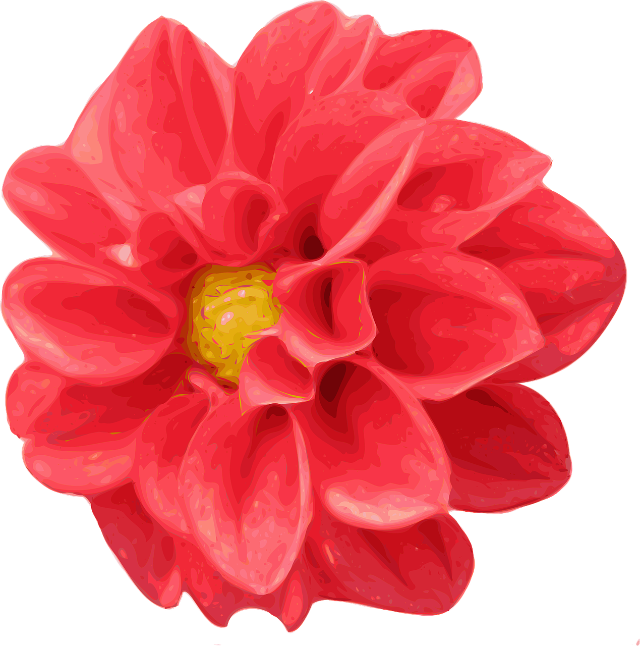 Chrizantema, Dahlia, Raudona, Gėlė, Gėlių, Angiosperm, Daugiametis, Žolinis, Žiedas, Žydėti