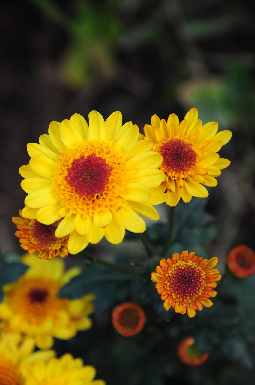 Chrysanthemum Morifolium, Gėlės, Daugiametis Augalas, Nemokamos Nuotraukos,  Nemokama Licenzija