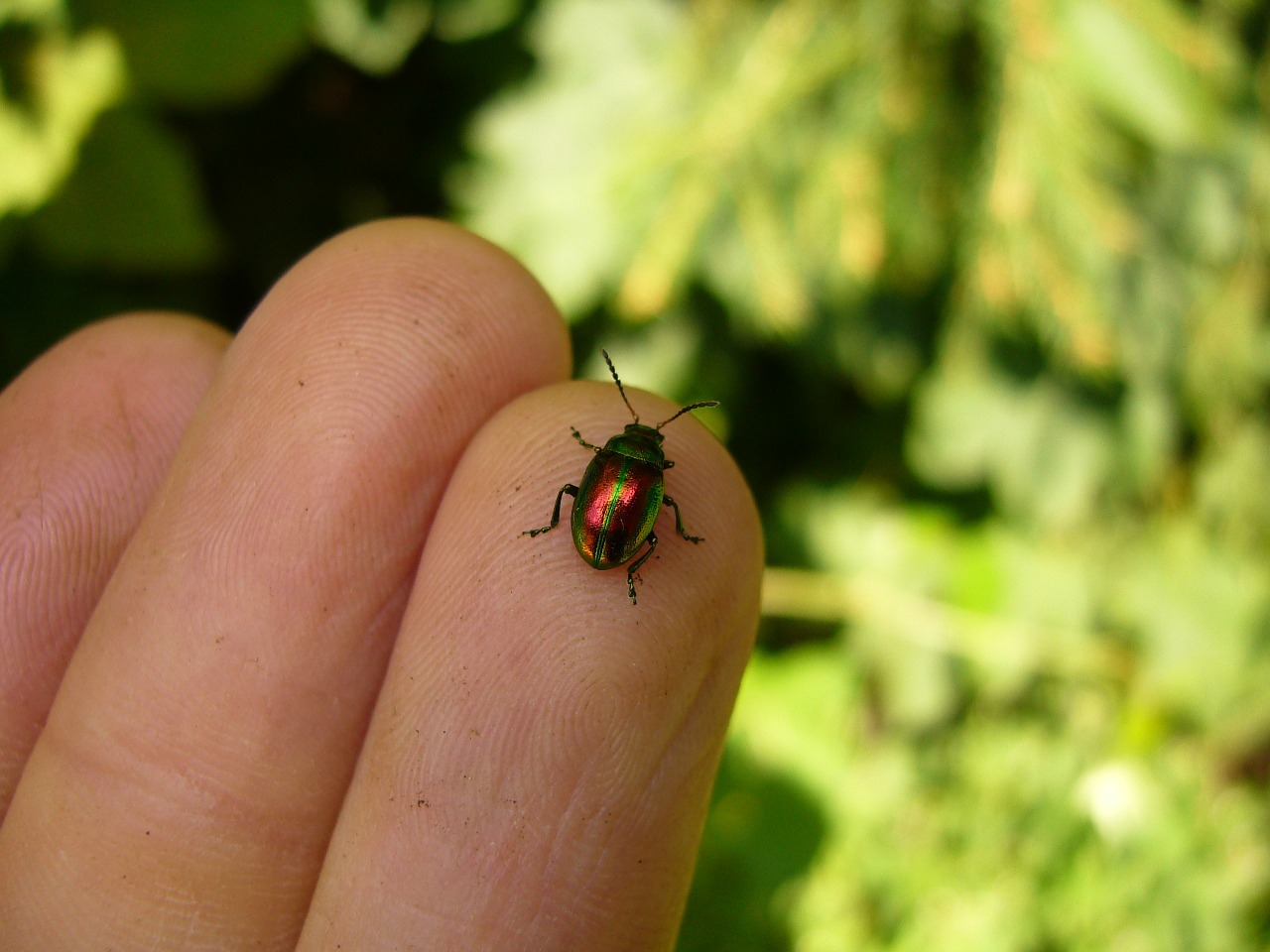 Chrysomela Variazai, Džono Misa Blattkäfer, Vabalas, Lapų Vabalas, Chrysomelidae, Spalvinga, Vaivorykštinis, Žalias, Gražus, Vabzdys