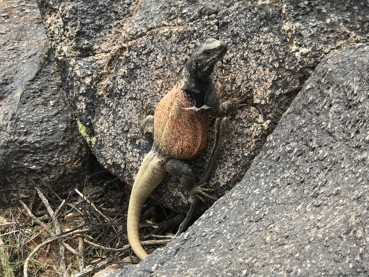 Chuckwalla, Driežas, Dykuma, Laukinė Gamta, Sauromalus, Svarstyklės, Arizona, Ropliai, Žvynuotas, Granitas